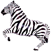 Zebra HSG